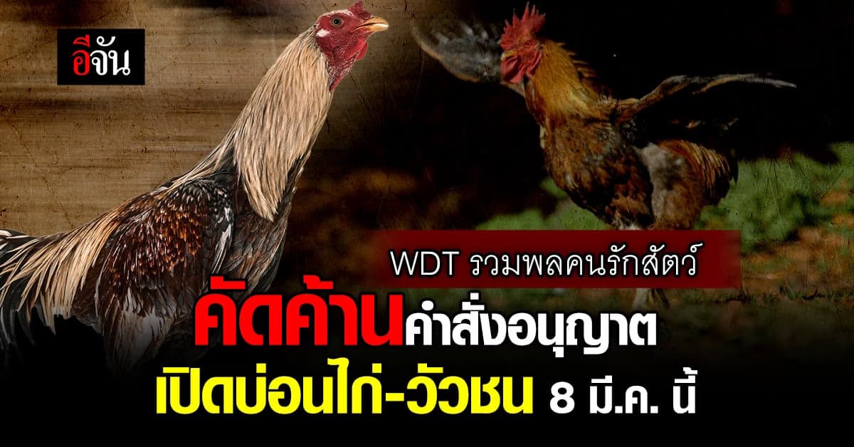 WDT รวมพลคนรักสัตว์คัดค้าน คำสั่งมหาดไทย อนุญาตเปิดบ่อนไก่-วัวชน