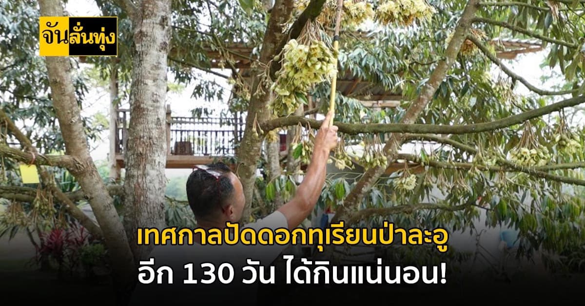 ปัดดอกทุเรียน ที่ป่าละอู อีก 130 วันไม่เกินใจรอ ได้ชิมแน่