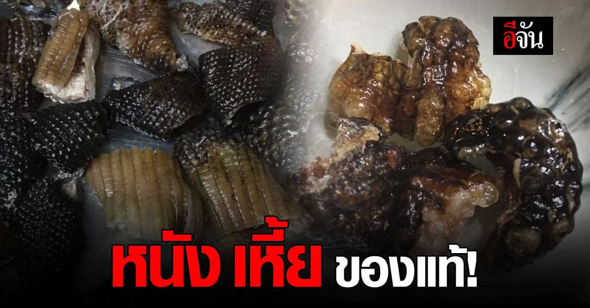 เชฟชื่อดัง โชว์ภาพหนังเหี้ยทอด ของจริงต้องแบบนี้!