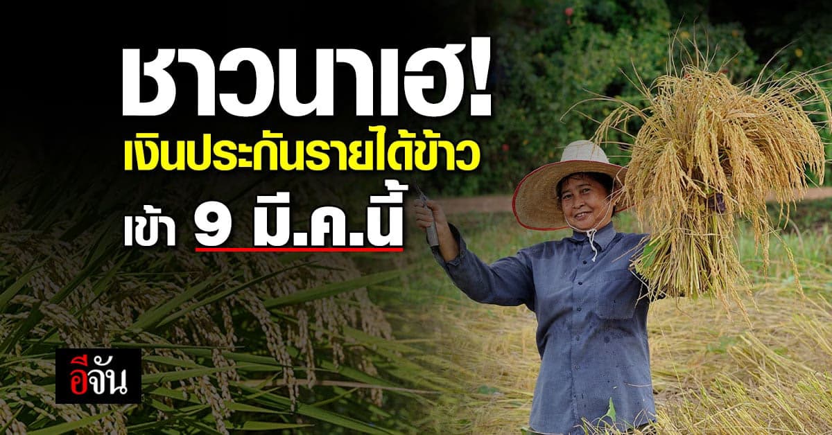 สร้างเงินเข้ากระเป๋าชาวนา! เงินประกันรายได้ข้าว งวด 21 เข้า 9 มี.ค.นี้