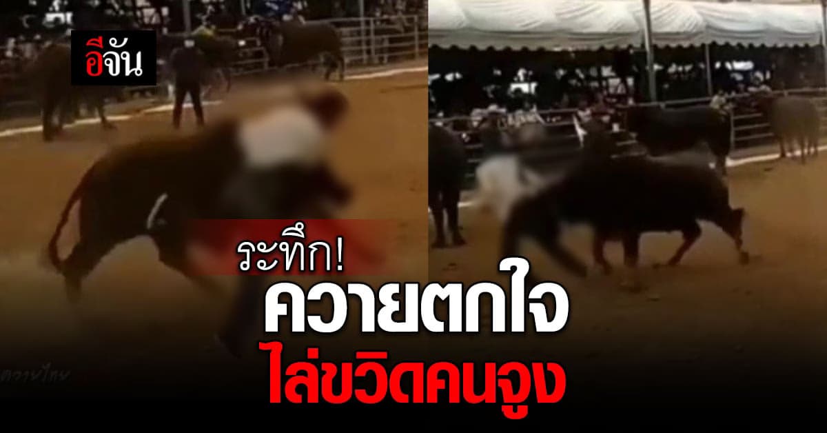 ควายไทย ตกใจเสียงลำโพง ไล่ ขวิดคนจูง กลางงานประกวด