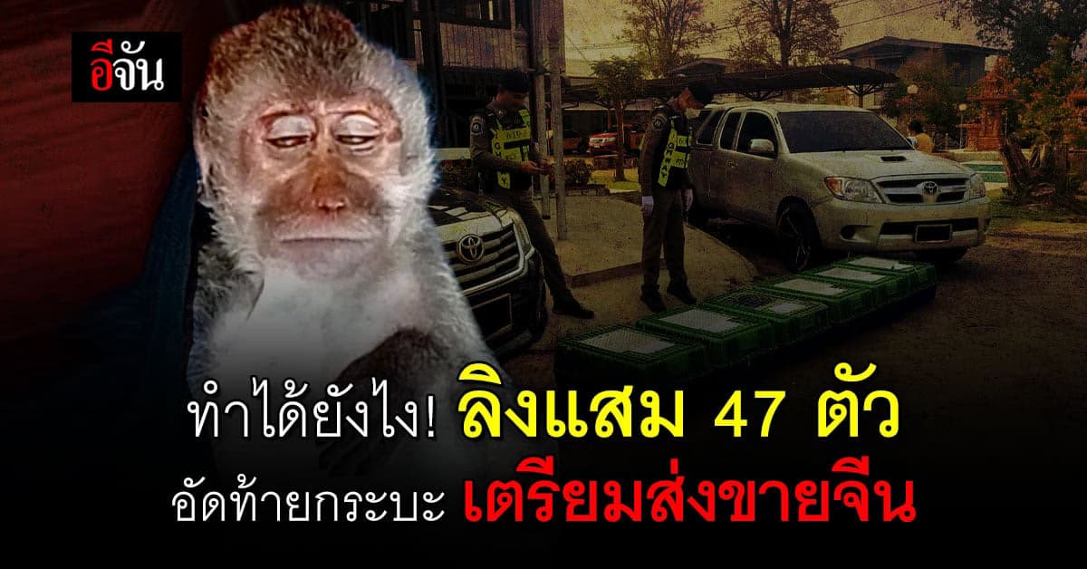 ตร.ปทส. จับ แก๊งลอบค้า ลิงแสม ยึดได้ 47 ตัว อัดท้ายกระบะ เตรียมส่งจีน