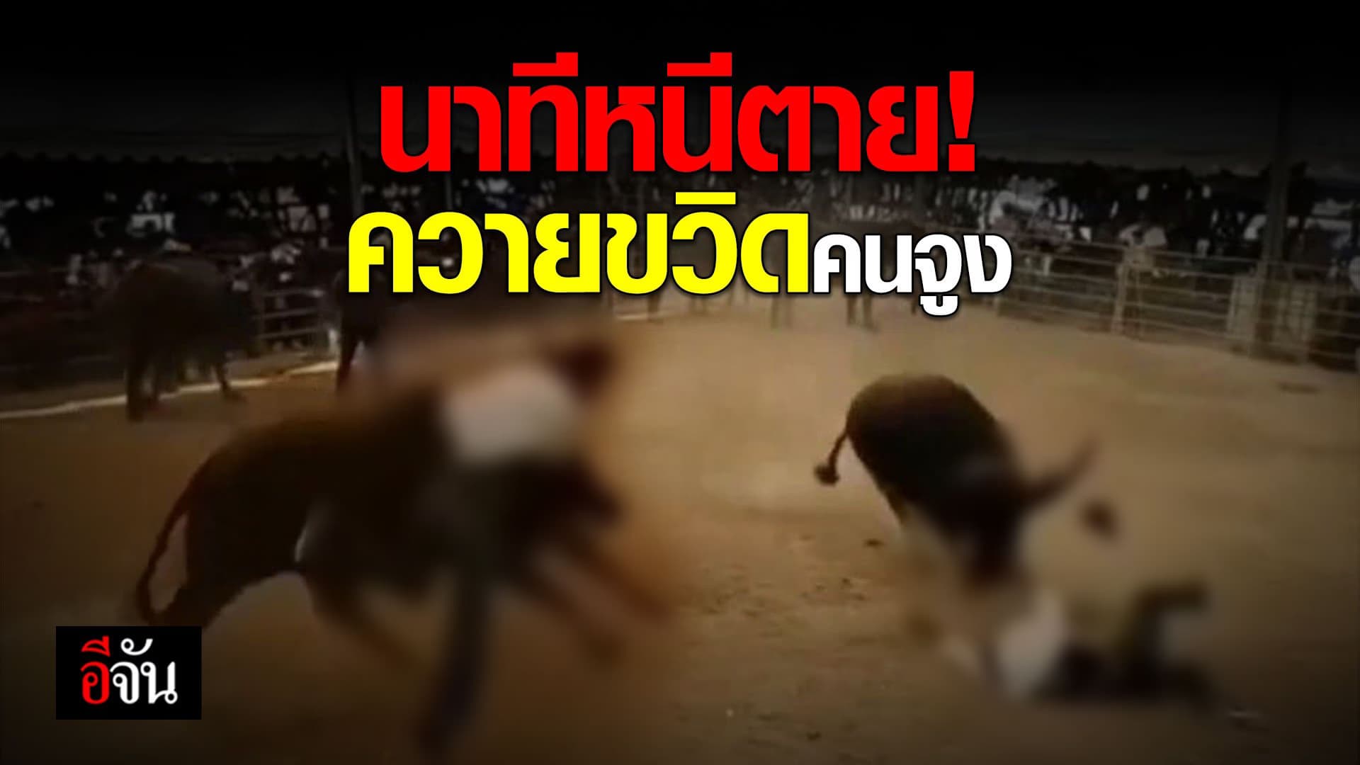 🎬 นาทีหนีตาย! ควายขวิดคนจูง