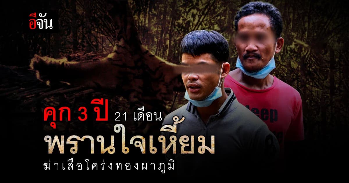 จำคุกพรานใจเหี้ยม ฆ่าเสือโคร่งทองผาภูมิ