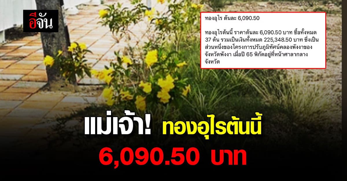 แพงเกินไปไหม? ทองอุไร ต้นนี้ 6,090.50 บาท