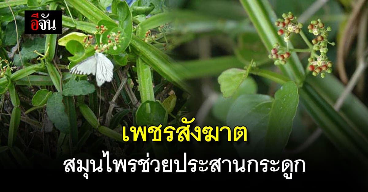 ทำความรู้จัก เพชรสังฆาต สมุนไพรช่วยประสานกระดูก