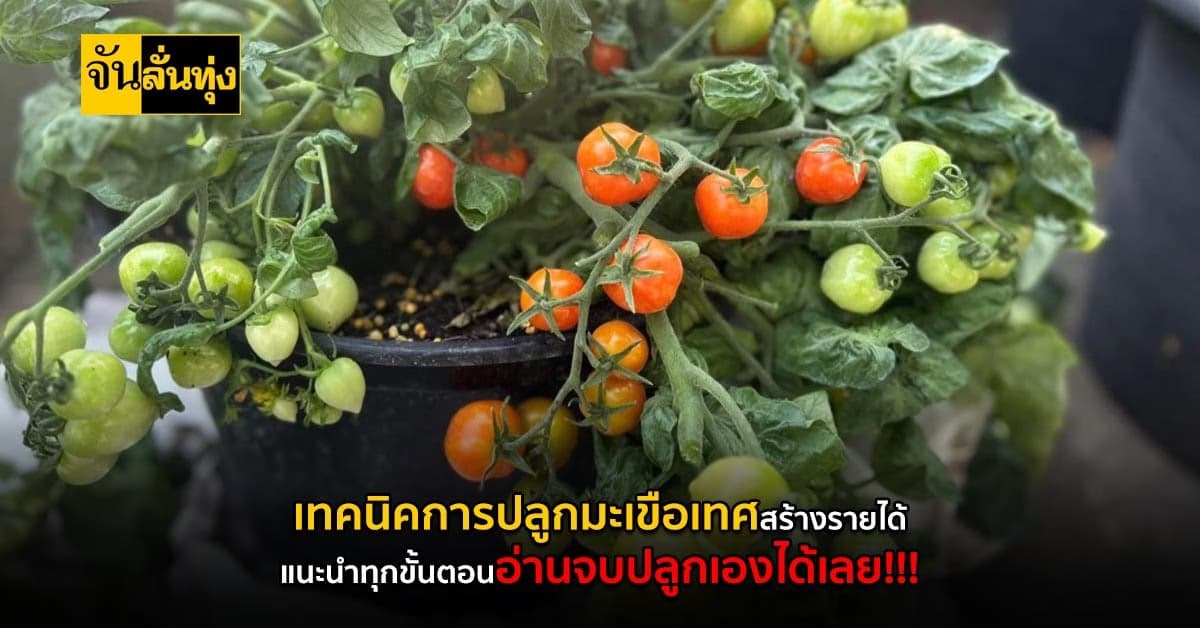 เคล็ดลับสร้างเงินจากมะเขือเทศ