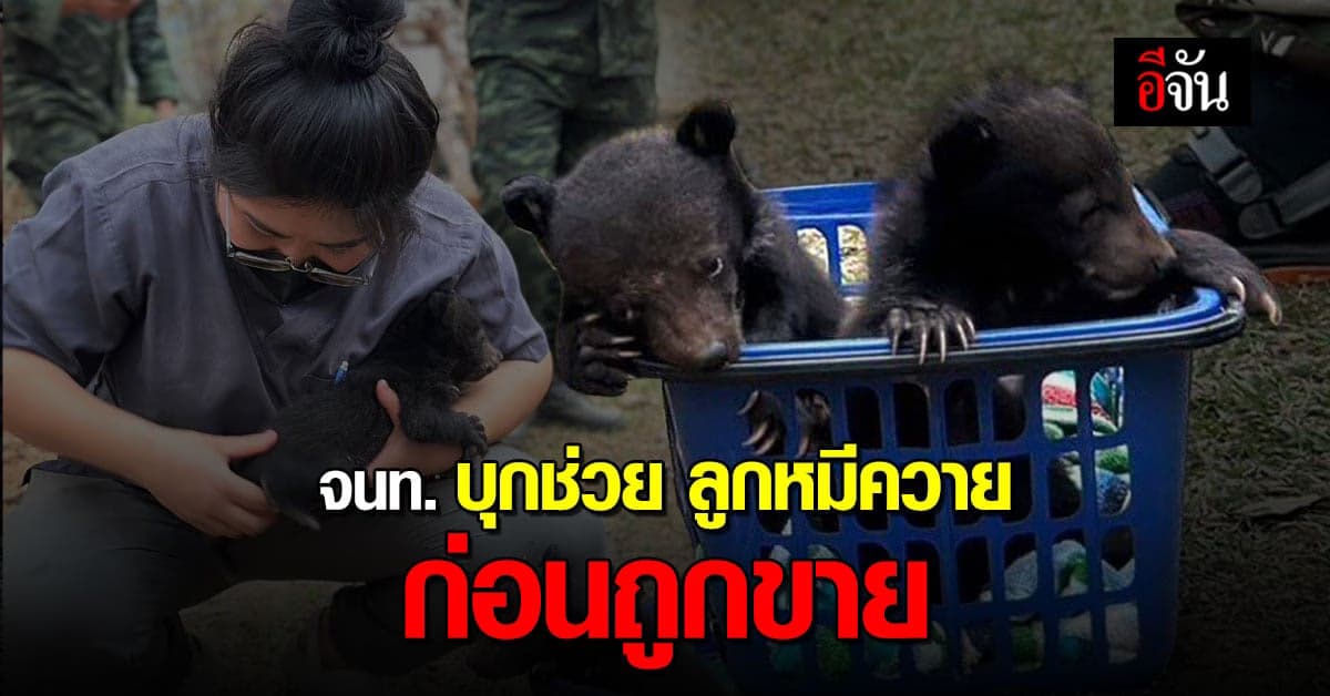เจ้าหน้าที่อุทยานฯ บุกจับหนุ่ม เตรียมเอา ลูกหมีควาย ไปขาย