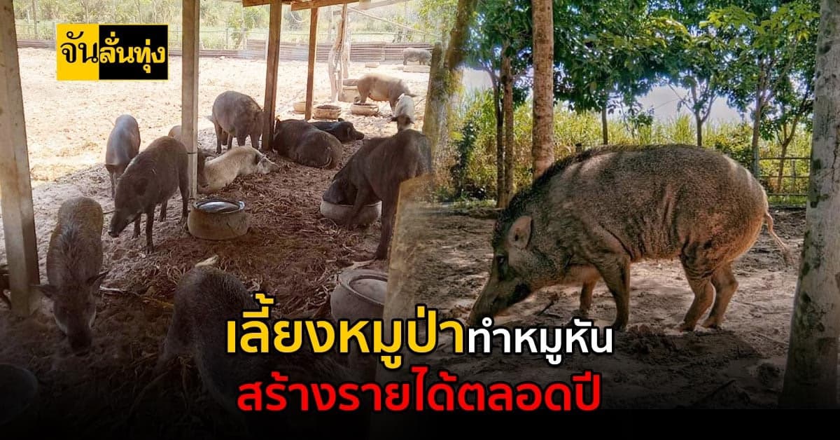 เลี้ยงหมูป่าส่งทำหมูหัน สร้างรายได้ทั้งปี แจกวิธีเลี้ยงฟรี!!