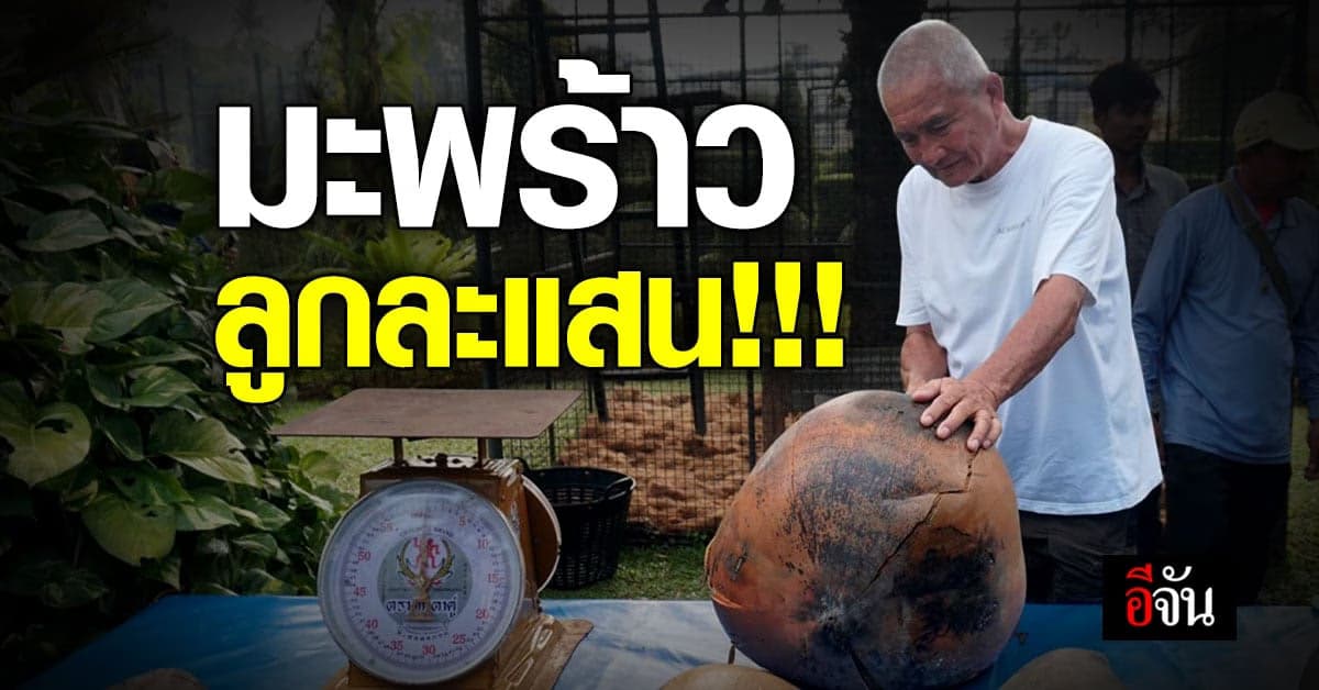 สวนนงนุช ปอก มะพร้าวทะเล โชว์ ตาตื่นหลังรู้ว่า 11 ลูก ราคา หลักล้าน