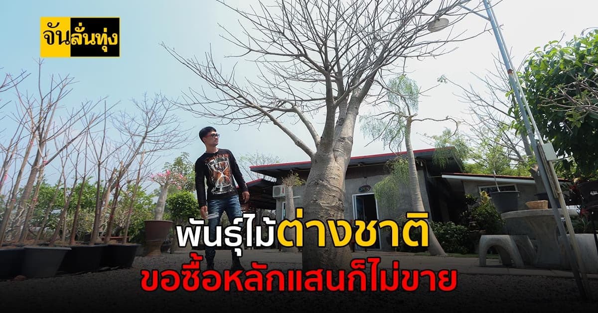 เส้นทางสร้างเงินจากต้นไม้ต่างแดน