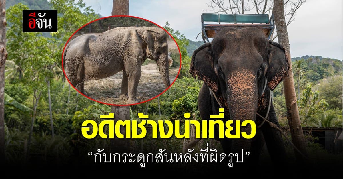 มูลนิธิเพื่อนสัตว์ป่า เผยภาพอดีตช้างนำเที่ยวกระดูกสันหลังผิดรูป