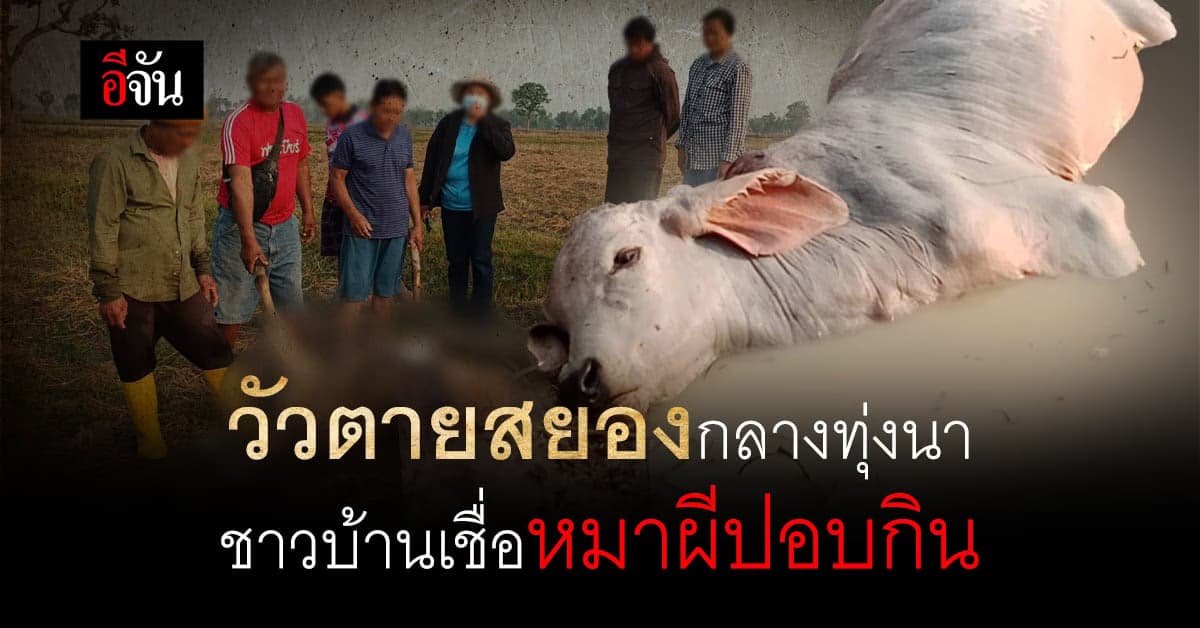 สยองขวัญ! วัวชาวบ้านตายปริศนา ไส้ทะลัก ลูกตาหาย