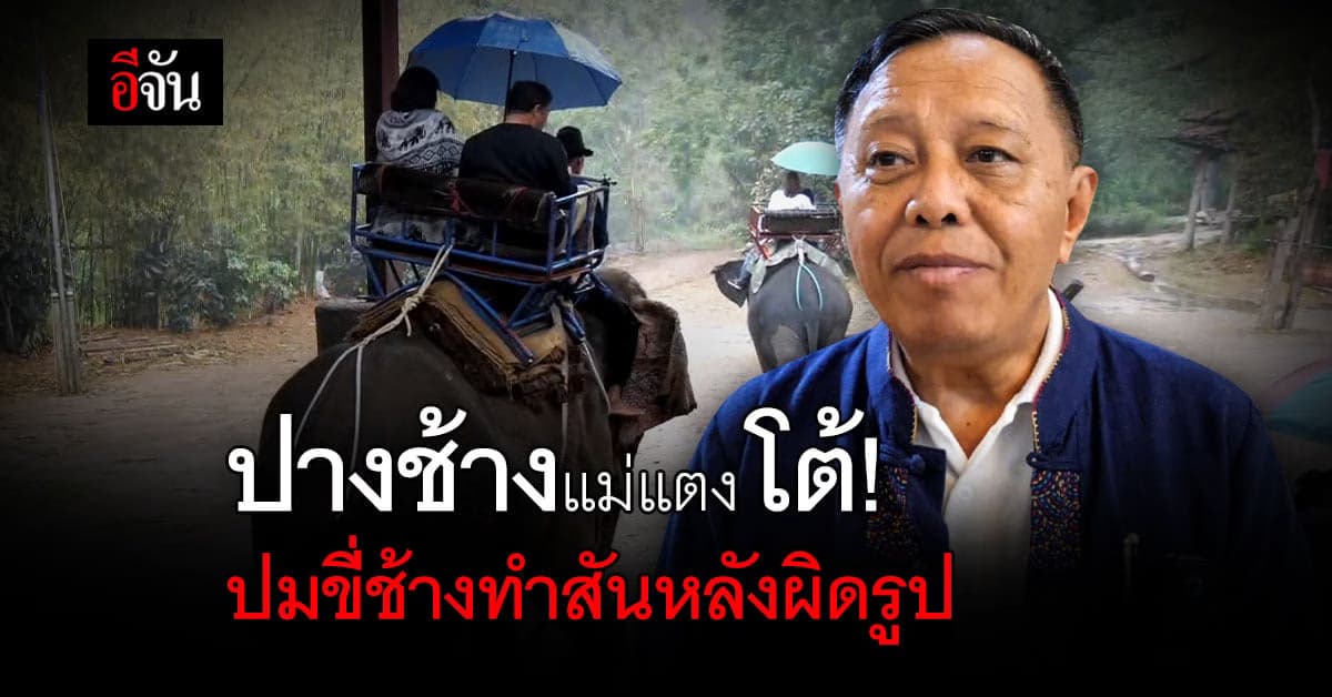 ปางช้างแม่แตง โต้เอ็นจีโอปมช้างนำเที่ยวทำสันหลังผิดรูป