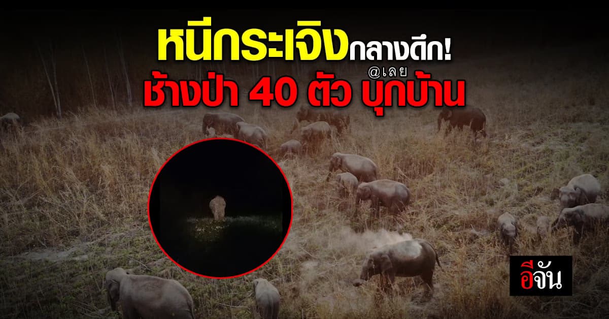 ช้างป่า กว่า 40 ตัว บุกหมู่บ้าน ชาวบ้าน ภูกระดึง หนีออกจากบ้าน กลางดึก