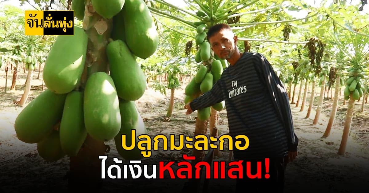 ปลูกมะละกอ 8 เดือน สร้างรายได้หลักแสนต่อไร่