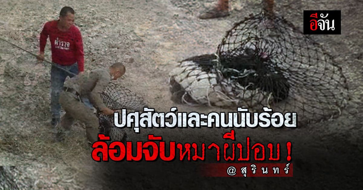 เฉลยแล้ว! หมาผีปอบที่สุรินทร์ ที่แท้เป็นหมานักล่า เลี้ยงไว้ตามทุ่งนา