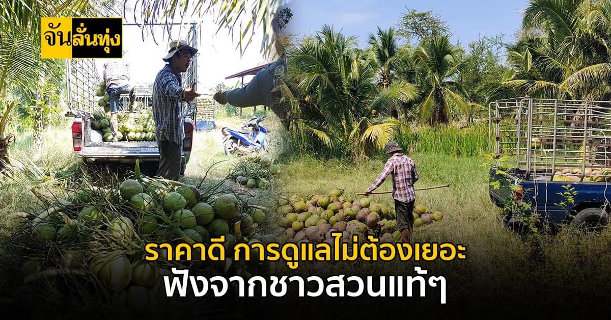 เคล็ดลับทำสวนมะพร้าวจากมืออาชีพ