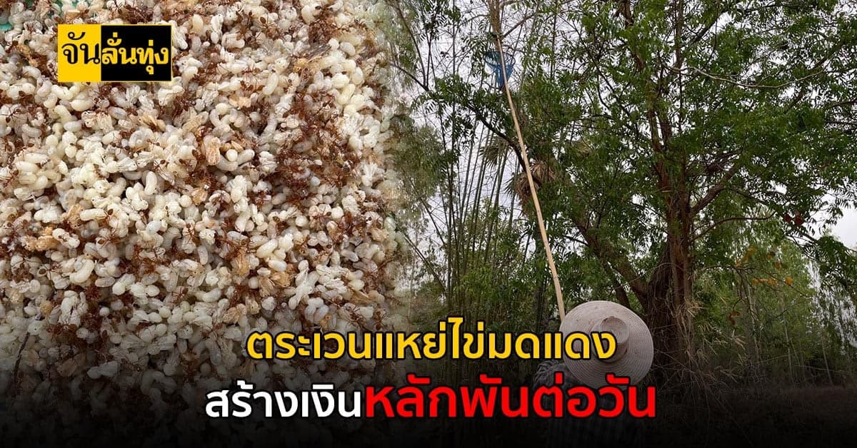 ออเดอร์เพียบ! ชาวบ้านออกหา ไข่มดแดง สร้างรายได้หลักพันต่อวัน