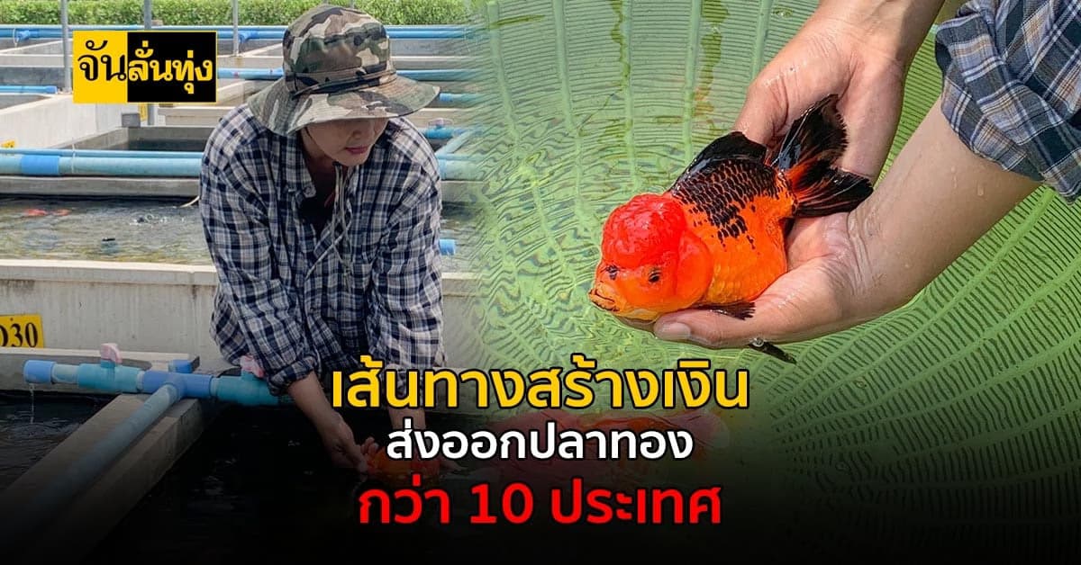 เปลี่ยนอาชีพพลิกชีวิต! เลี้ยงปลาทอง ขายส่งต่างประเทศ สร้างรายได้ดี