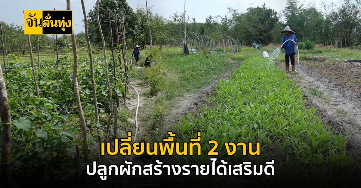 เกษตรกรปลูกผักบนพื้นที่ 2 งาน สร้างรายได้ดี