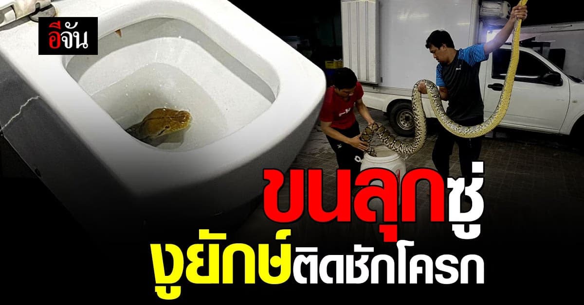 เจ้าของบ้านงง กดชักโครกไม่ลง ก่อนจะมี งูยักษ์ ชูคอ โชว์ตัว