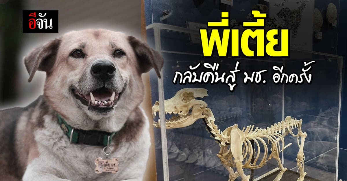 สัตวแพทย์ มช. นำกระดูก พี่เตี้ย จัดแสดงให้ความรู้ในพิพิธภัณฑ์ฯ