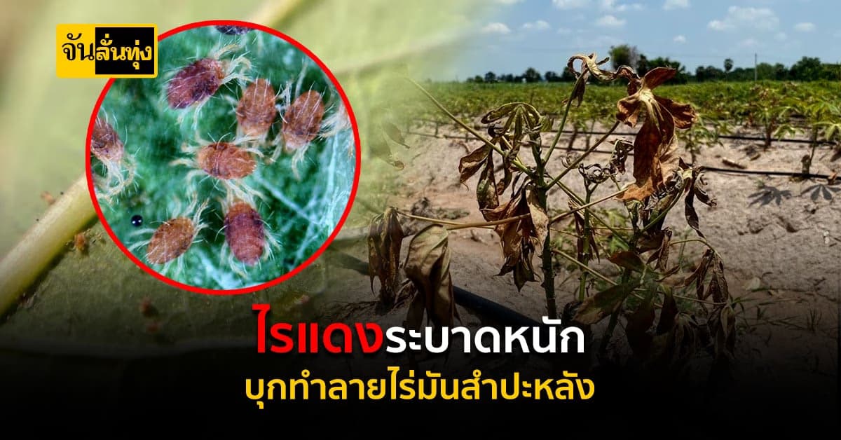 เตือนเกษตรกรระวัง ไรแดง ทำลาย มันสำปะหลัง