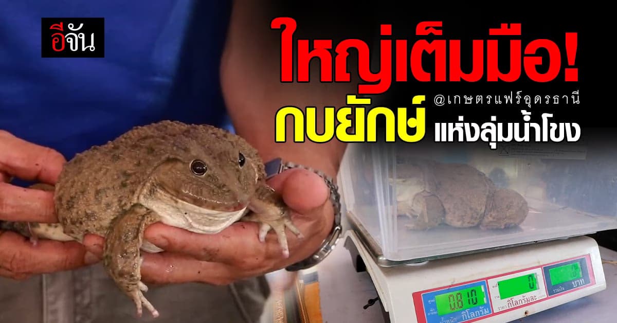 เกษตรแฟร์ อุดรธานี จัดประกวด กบยักษ์ ลุ่มน้ำโขง ผู้ชนะ หนักเกือบกิโลฯ