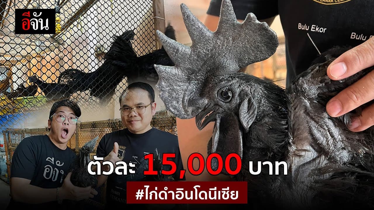 🎬ตัวละ 15,000 บาท ไก่ดำอินโดนีเซีย