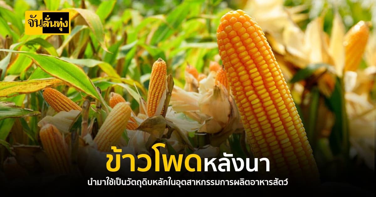 การผลิตข้าวโพดเลี้ยงสัตว์ ให้ผลผลิตดีกว่าปลูกข้าว