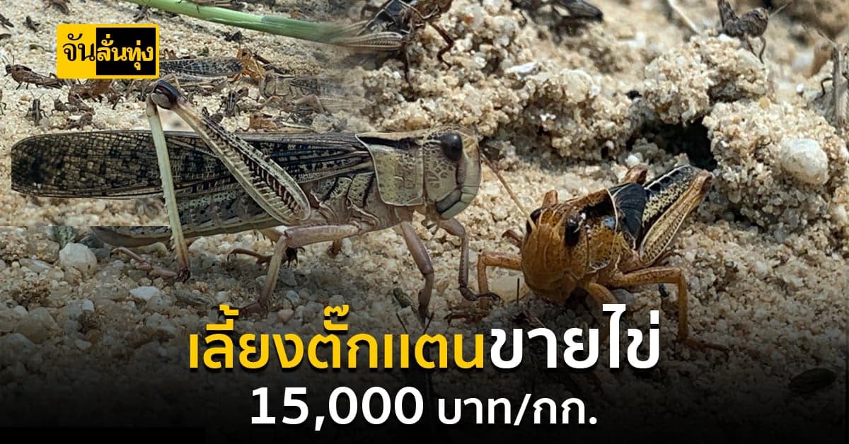 เลี้ยงตั๊กแตนส่งไข่ขาย 15,000 บาท/กก.