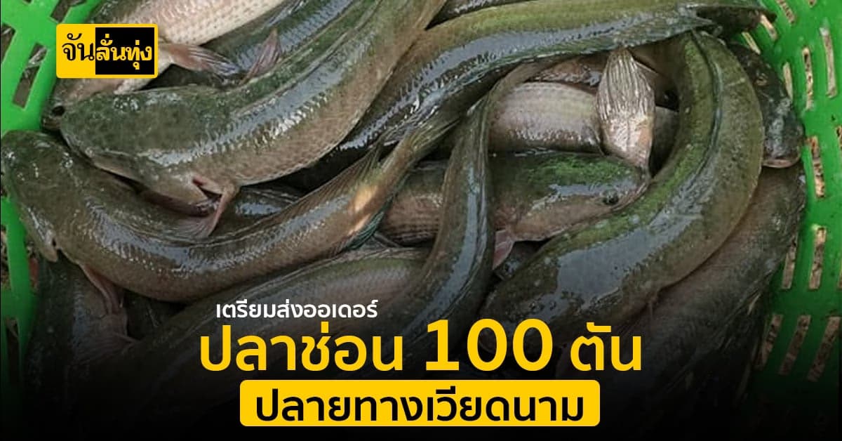 เวียดนามออเดอร์ปลาช่อนไทยกว่า 100 ตัน