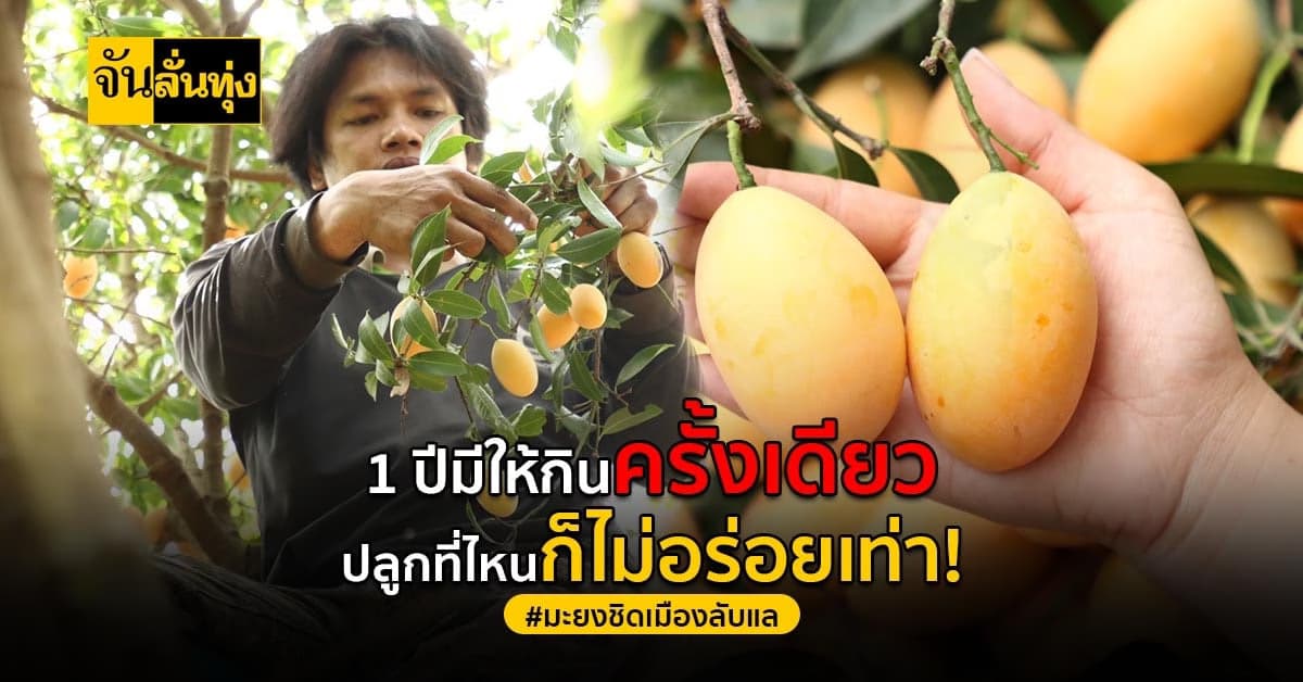 มะยงชิด เมืองลับแล อร่อยกว่าใครเพราะใส่ใจทุกการเติบโต!