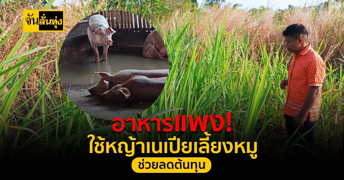 ปิ๊งไอเดีย! เลี้ยงหมูด้วยหญ้าเนเปีย ต้นทุนต่ำ ได้กำไรดี
