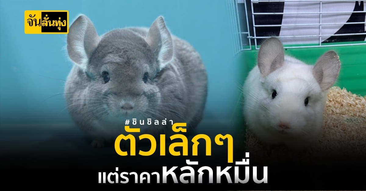 ชินชิลล่า ถึงจะตัวเล็กแต่ราคาไม่ธรรมดา ช่วงนี้เป็นโอกาสทอง