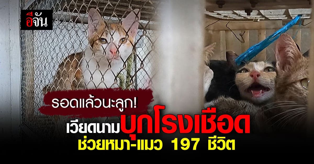 จนท.เวียดนาม ทลายโรงเชือด บุกช่วยแมวกว่า 197 ชีวิต สภาพสุดเวทนา