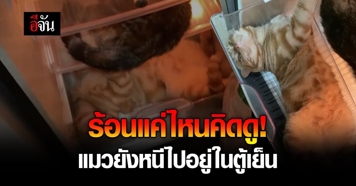 โอ้ยขำพรืด! เมื่อแมวทนร้อนไม่ไหว จนต้องแอบหนีไปอยู่ในตู้เย็น