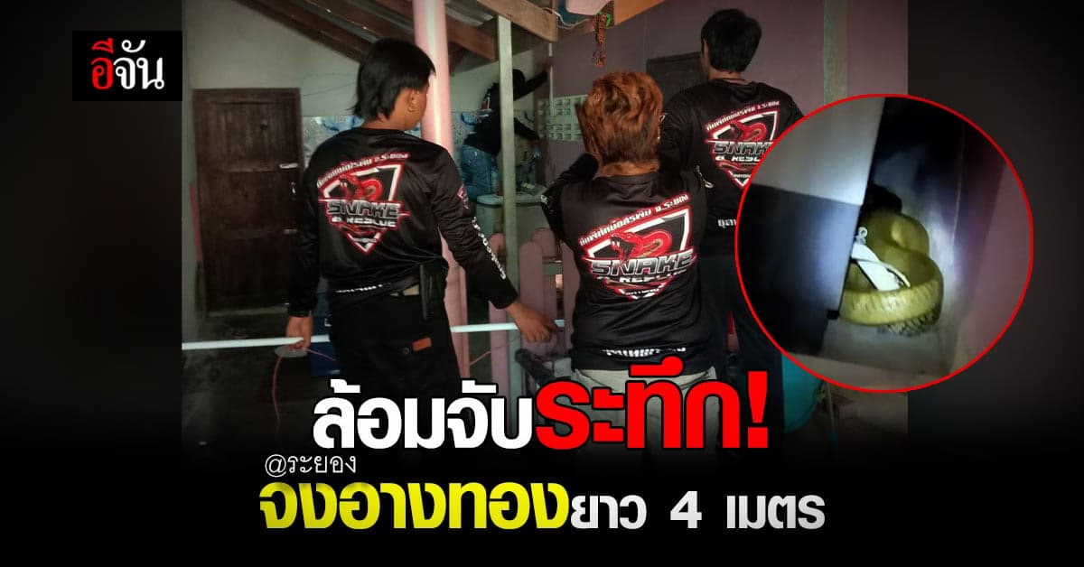 ระทึก งูจงอางสีทอง ยาว 4 ม. เข้าบ้าน ทีมพิทักษ์อสรพิษระยอง เข้าล้อมจับ