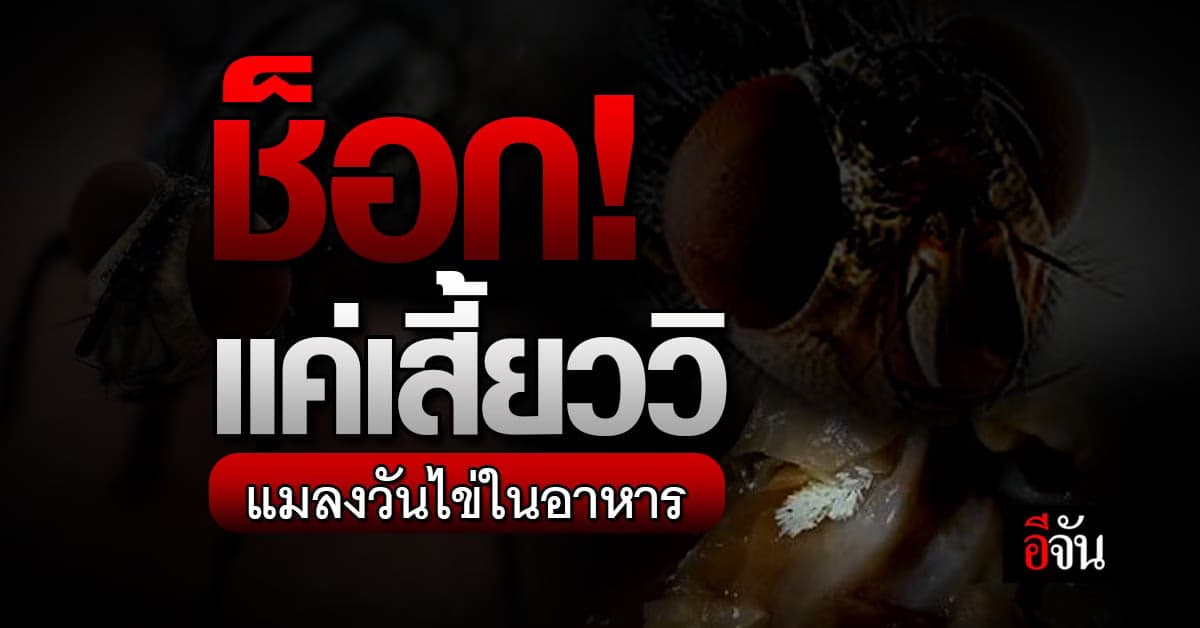 สาวแชร์เรื่องราวสุดช็อก! แมลงวันสามารถไข่ในอาหารได้ ในเวลาไม่กี่วินาที