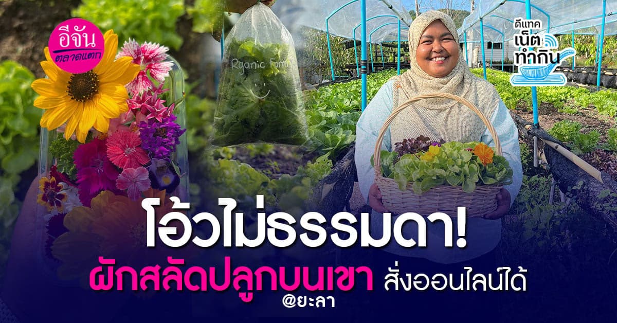 โซเชียลช่วยได้! อาร์แกนิคฟาร์ม ฟาร์มผักน้อยๆ ในเขาอันไกลโพ้น
