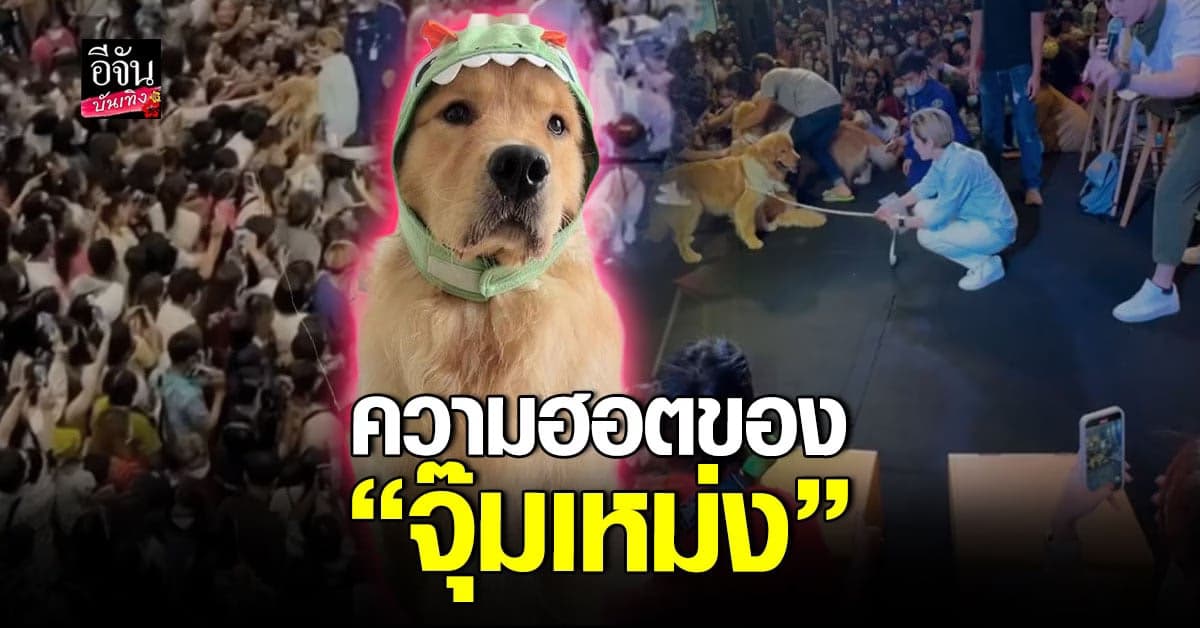 จุ๊มเหม่ง ฟีเวอร์ ฮอตฮ้างแตก เตรียมขึ้นแท่นสุนัขคิวทอง
