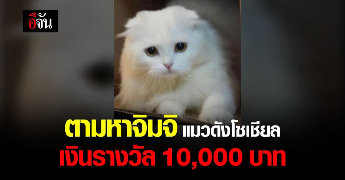 ตามหาจิมจิ แมวดังในโซเชียล เจ้าของให้สินน้ำใจผู้ส่งน้องคืน 10,000 บาท