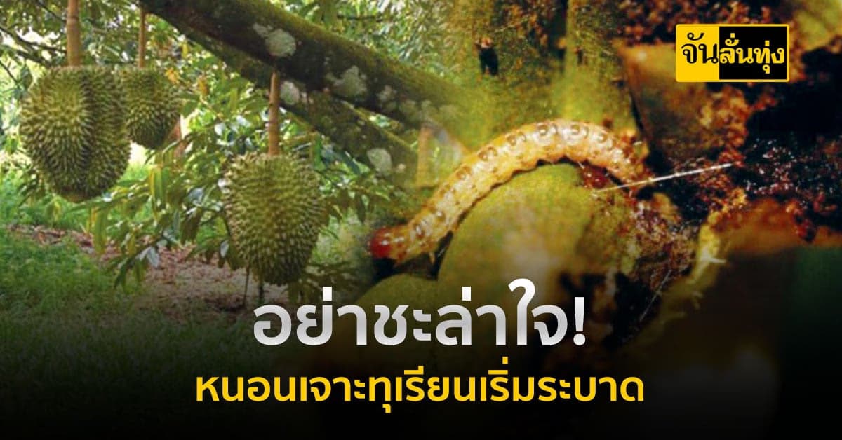 ชาวสวนอย่าชะล่าใจ หนอนเจาะทุเรียน กำลังระบาด