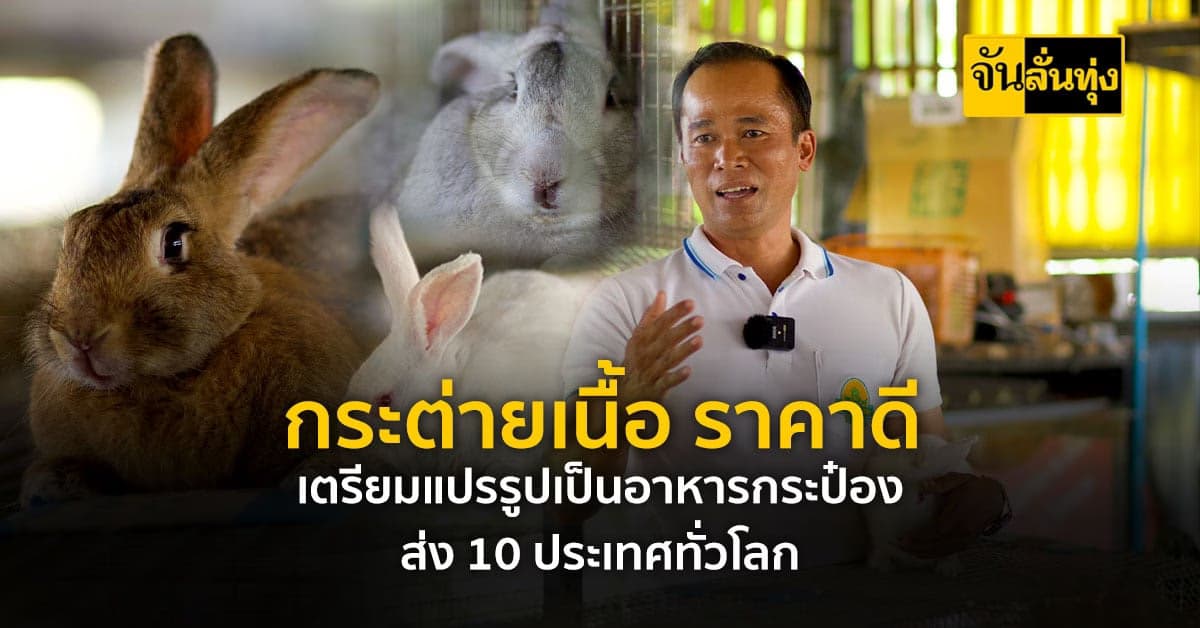 เลี้ยงกระต่ายเนื้อสร้างเงิน เตรียมเปิดตลาดจีน