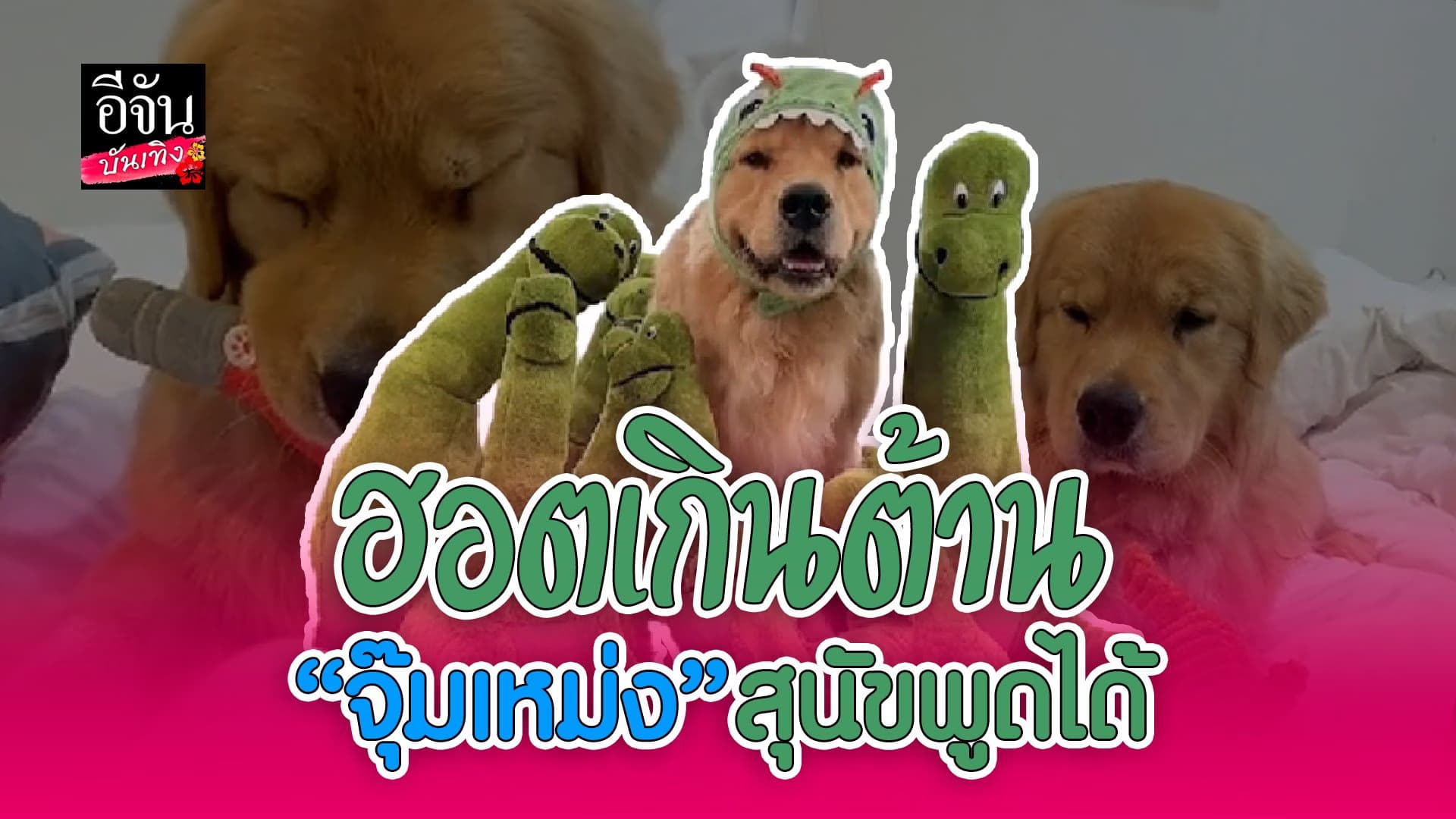 🎬 คลิปบันเทิง : ปังไม่ไหว ความฮอตห้างแตก ของ จุ๊มเหม่ง สุนัขพูดได้