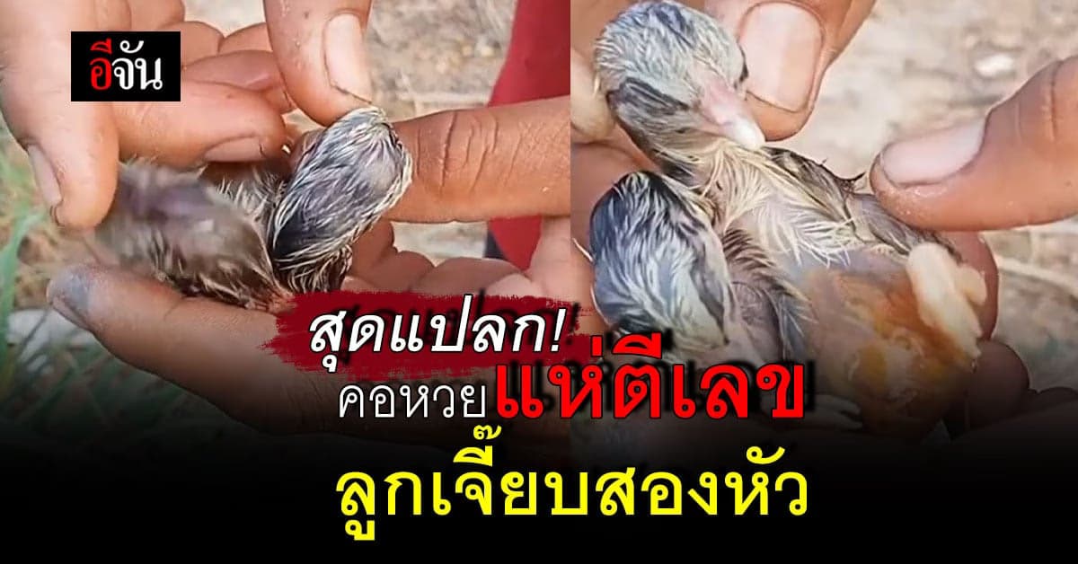 สุดแปลก โซเชียลแห่ตีเลข หลังเจอลูกเจี๊ยบสองหัว