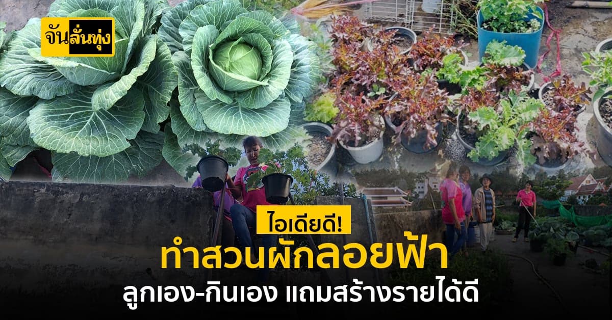 ทำสวนผักลอยฟ้า ปลูกเองกินเอง แถมเอาไปขายสร้างรายได้ดี