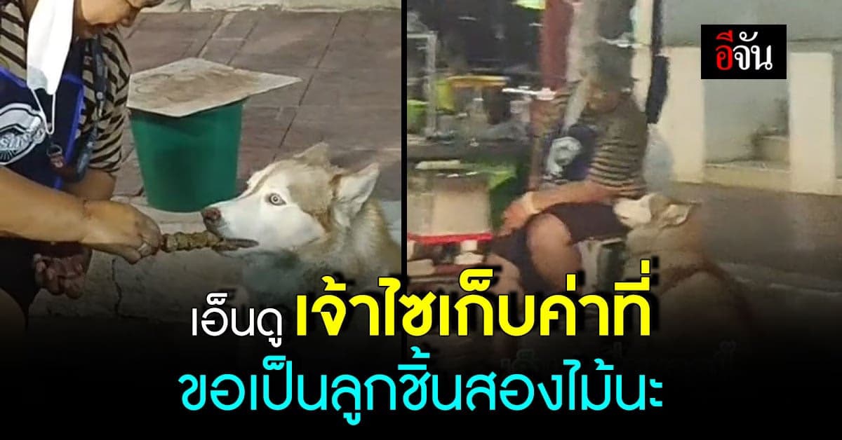 เอ็นดู ไซบีเรียสุดโหด เดินมาเก็บค่าที่เป็นลูกชิ้นสองไม้