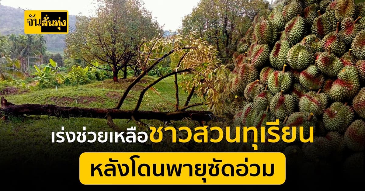 เร่งช่วยเหลือชาวสวนทุเรียน ภาคตะวันออก หลังโดนพายุซัดอ่วม